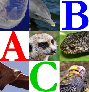 MUNDO ANIMAL