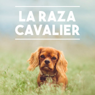 La raza cavalier. 